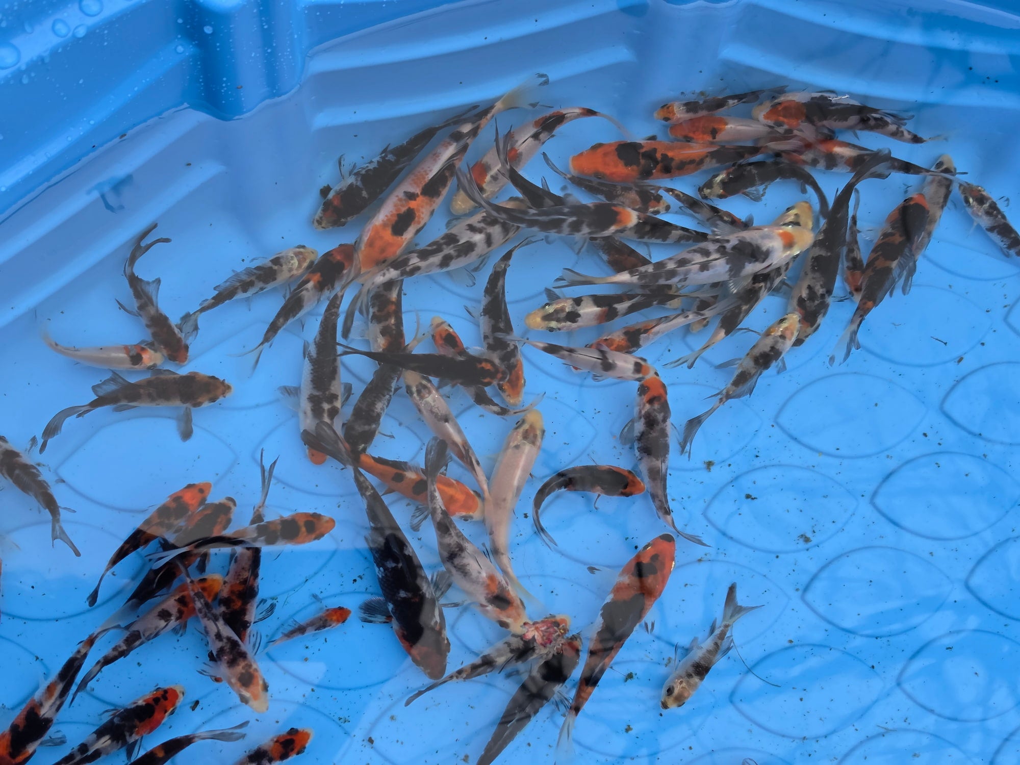 Tri-color Koi 2 1/2 to 4 1/2 inch from pool #3