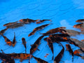 Carpes Koï rouges et noires de 2,5 à 4,5 pouces du bassin n°2