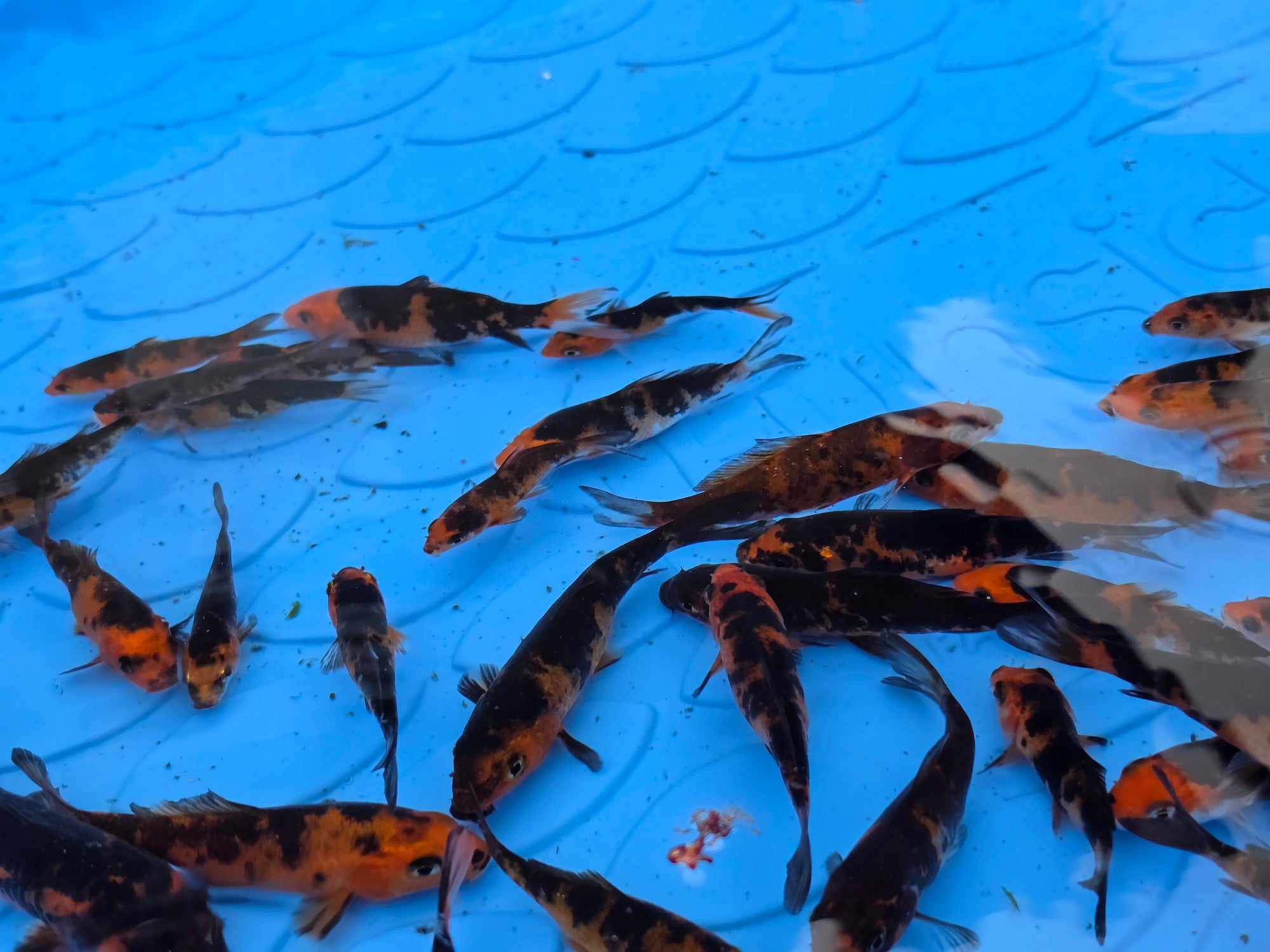 Red & Black Koi 2 1/2 to 4 1/2 inch from pool #2