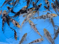 Carpes Koi Noires et Blanches de 6,3 à 11,4 cm du bassin n°1