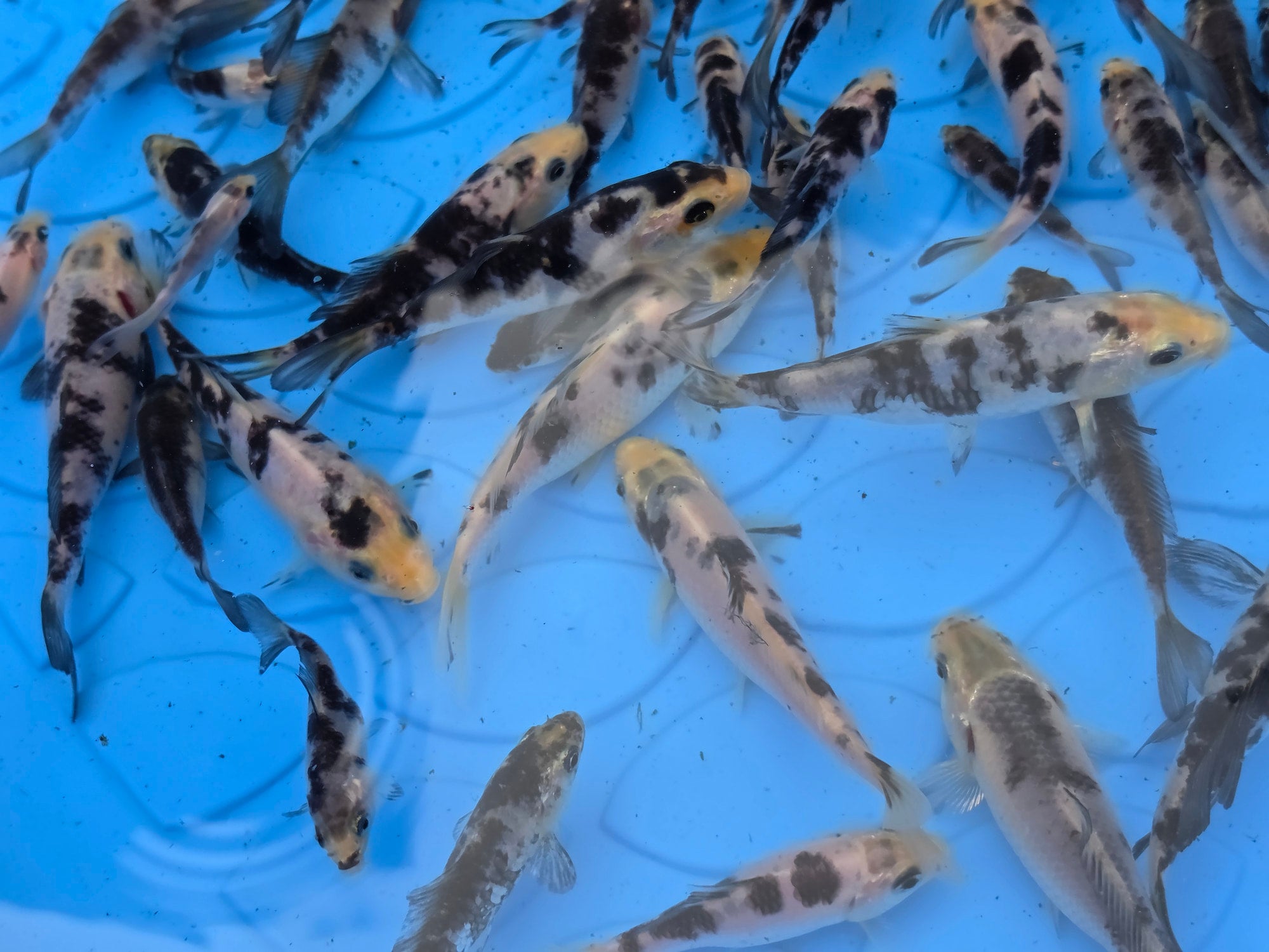 Black & White Koi 2 1/2 to 4 1/2 inch from pool #1