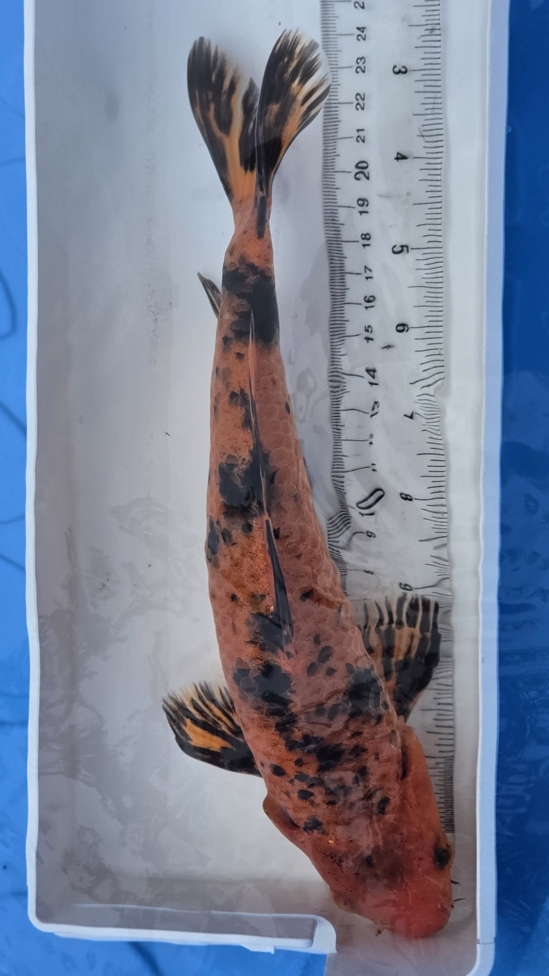 Standard fin orange and black scale