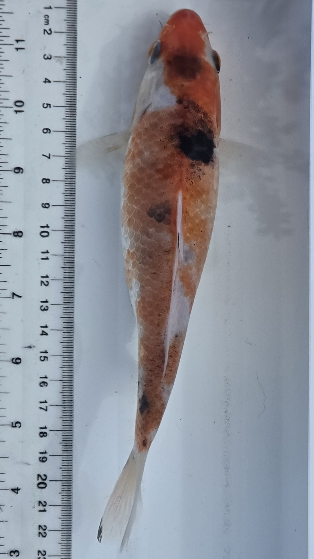 Standard fin tri-color scale 3