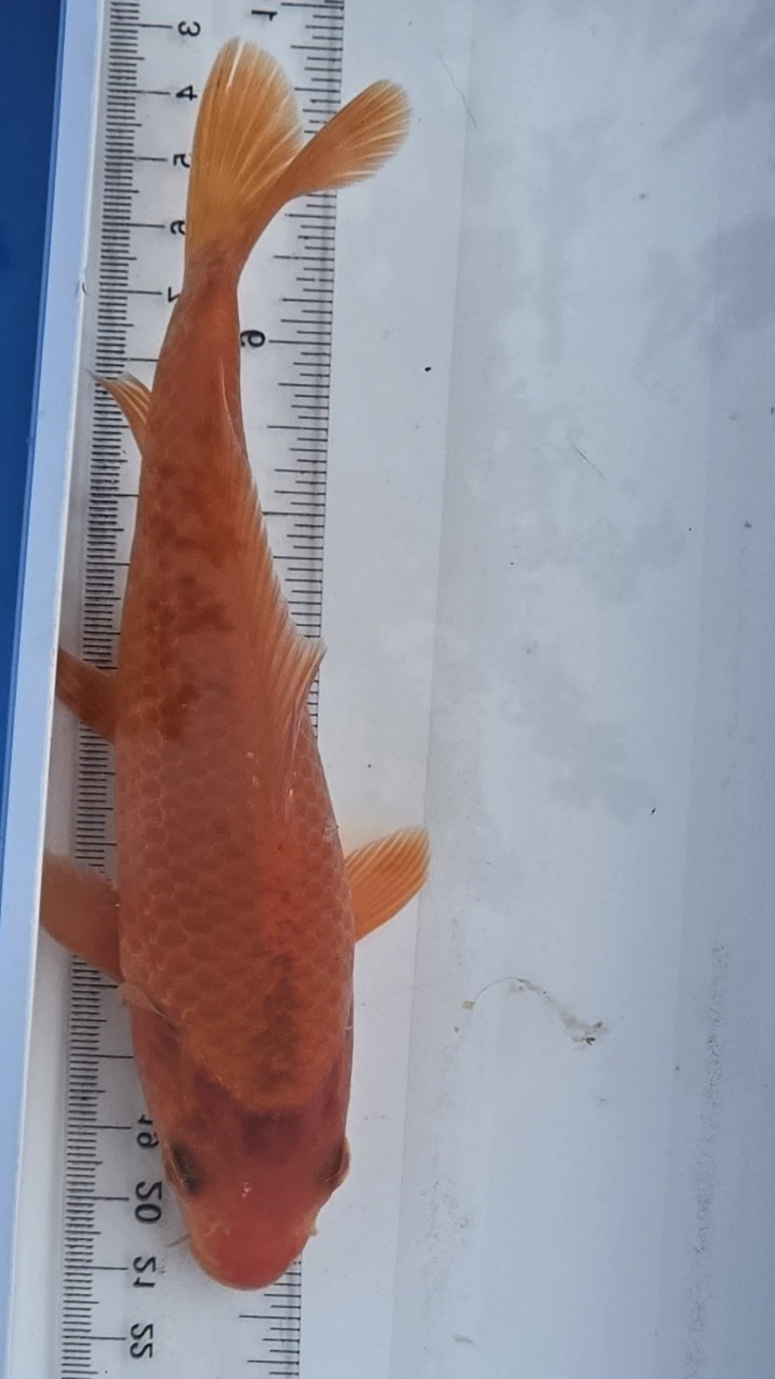 Standard fin orange scale