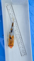Standard fin metallic orange black and white scale
