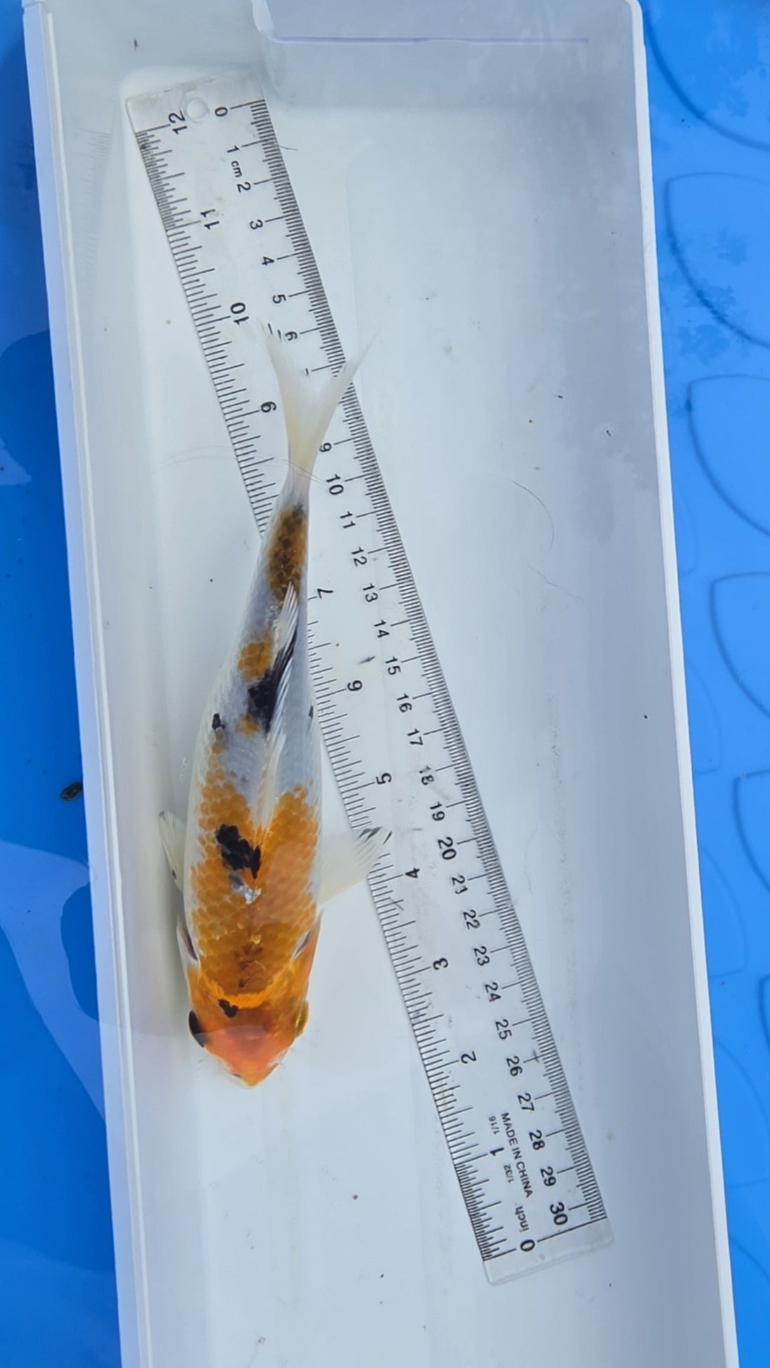 Standard fin metallic orange black and white scale