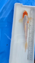 Standard fin white and orange scale 2