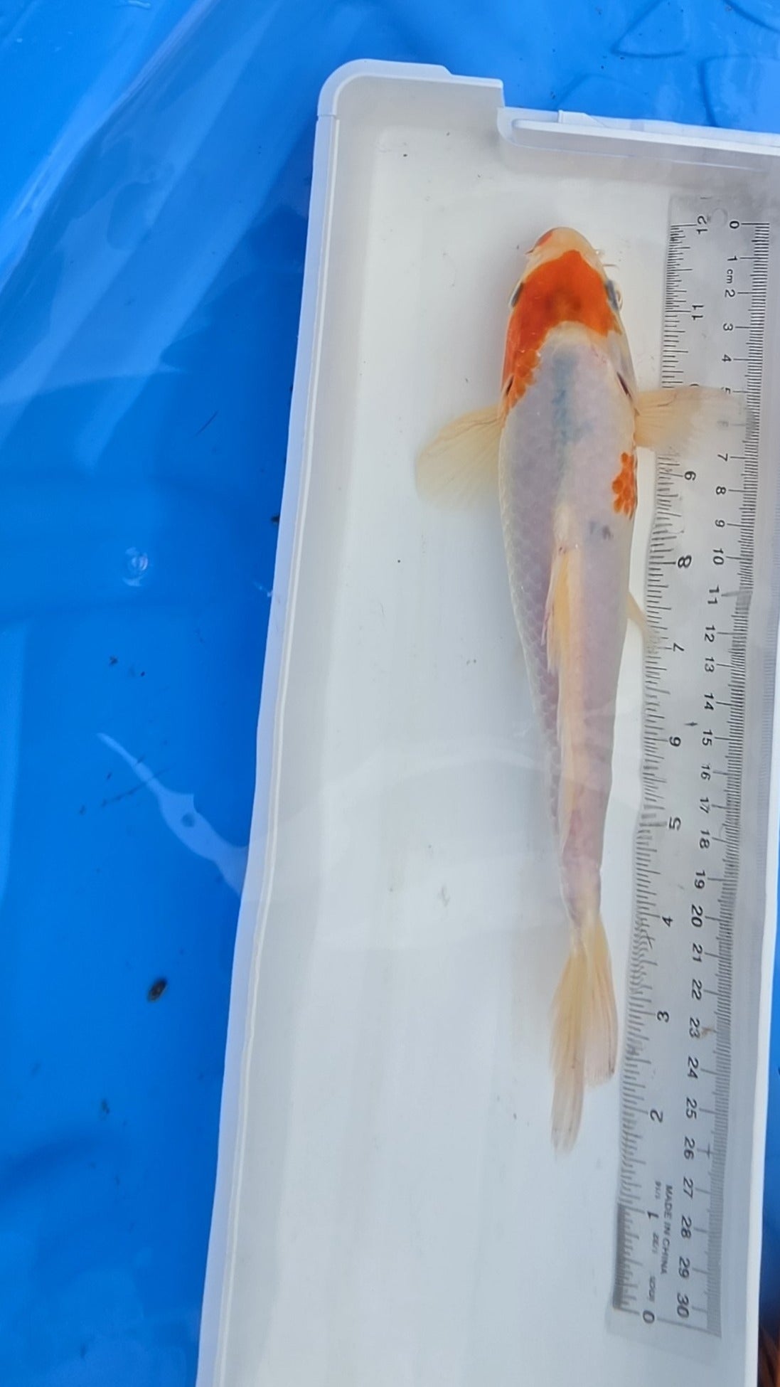 Standard fin white and orange scale 2