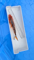 Standard fin black and orange scale 3