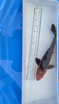 Standard fin black and orange large scale
