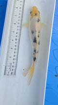 Standard fin black and white scale 2