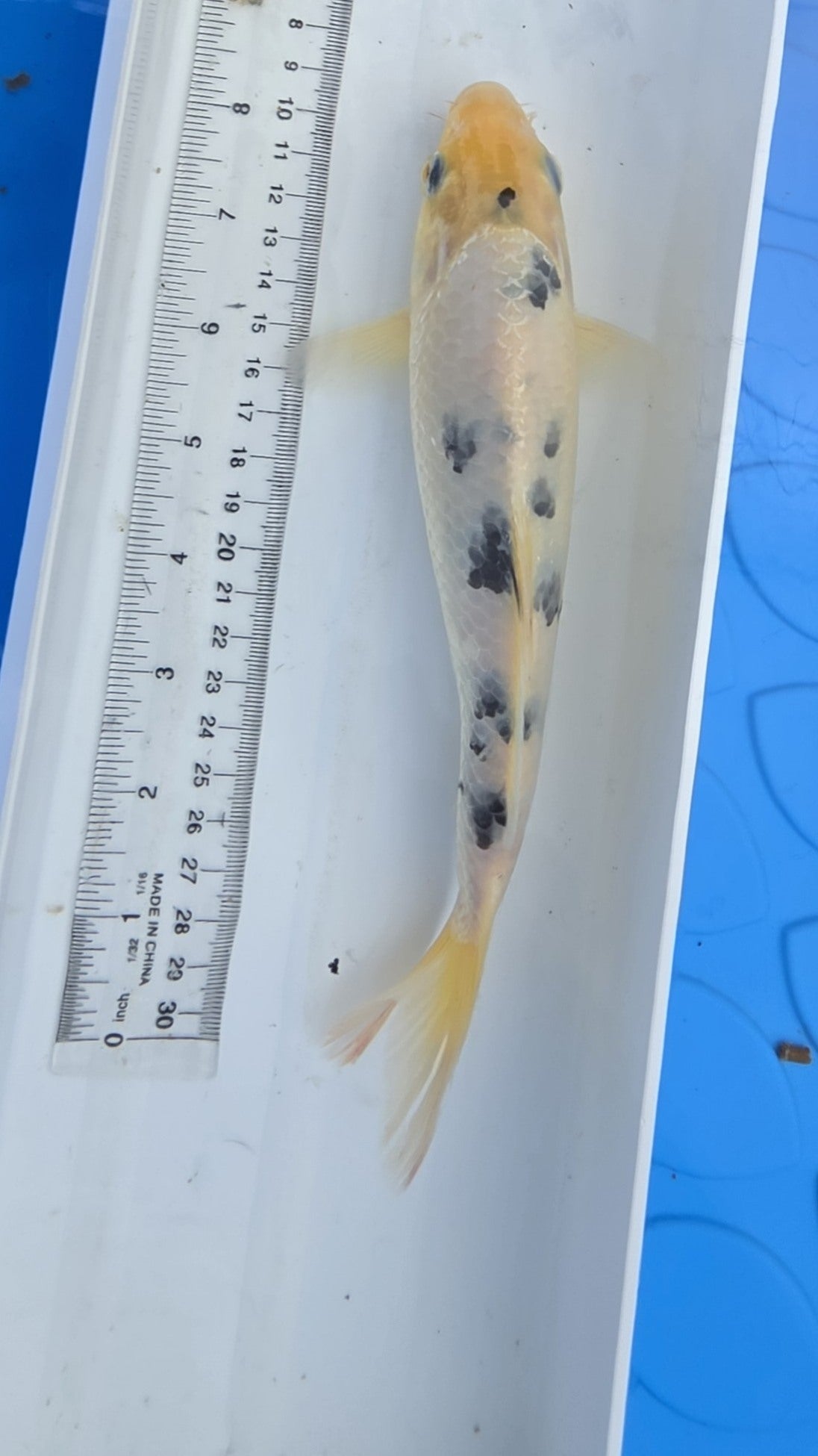 Standard fin black and white scale 2
