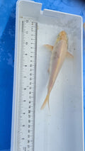 Standard fin white scale 2