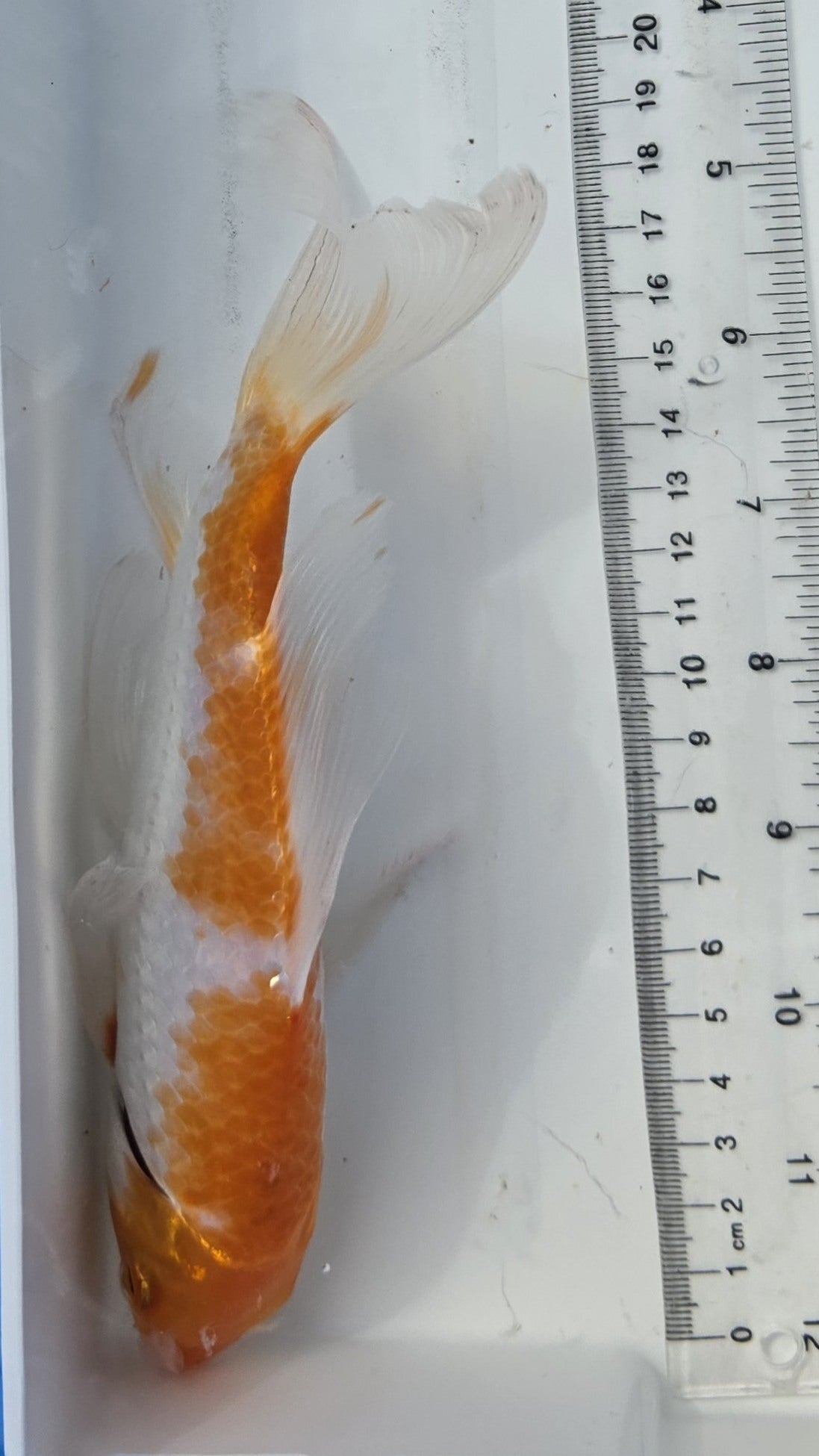 Écaille de papillon métallique orange et blanche