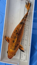 Standard fin metallic orange and black scale