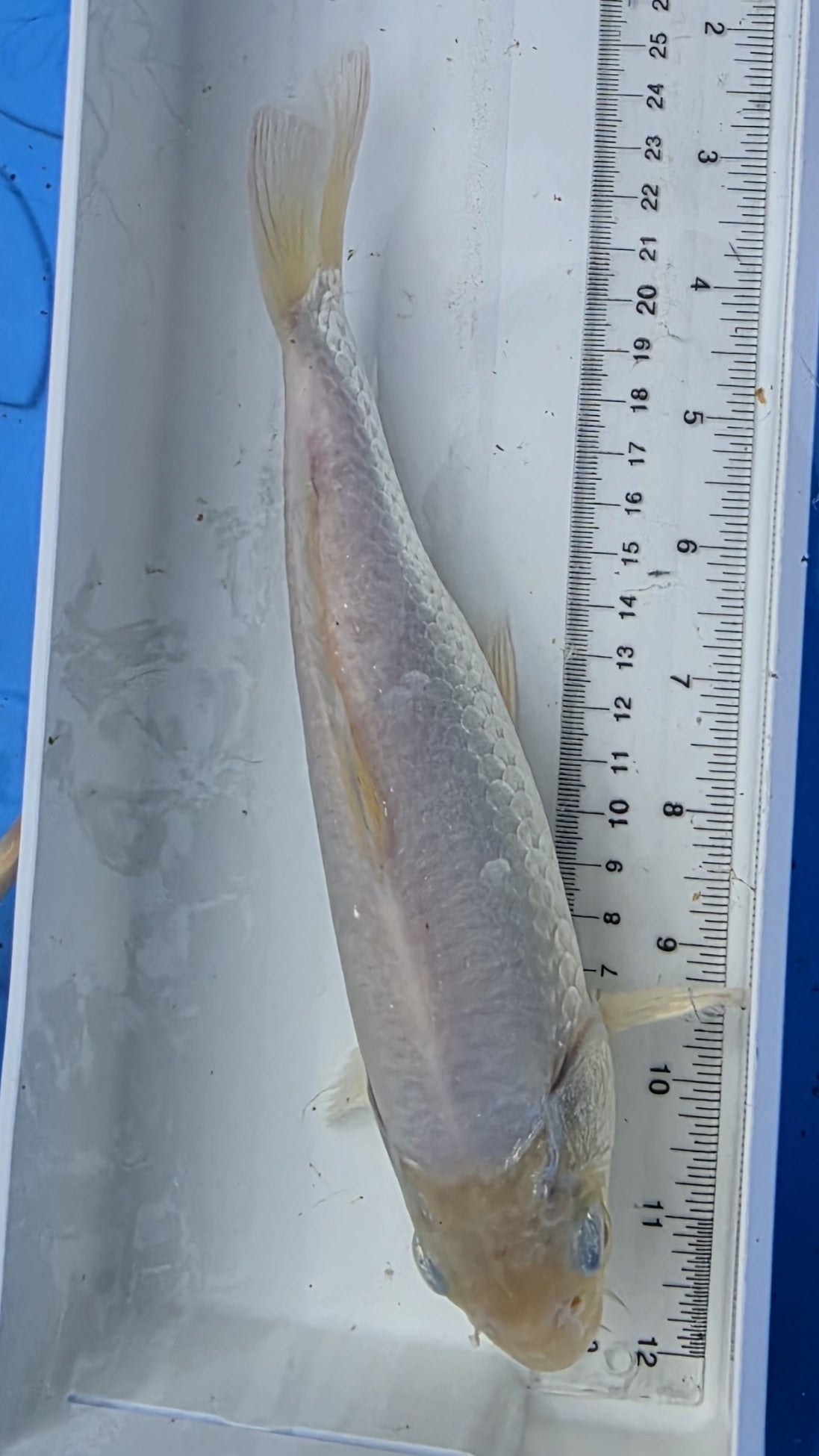 Standard fin white scale
