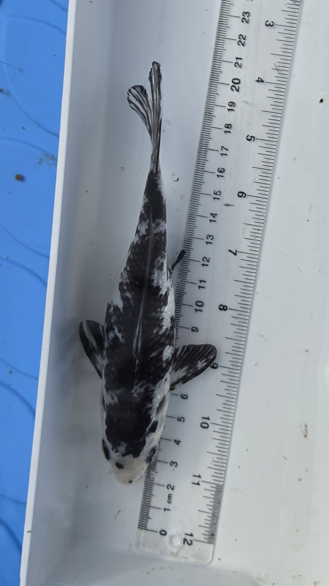 Standard fin black and white scale