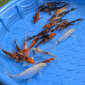 Carpes Koï papillon assorties de 5 à 10 pouces du bassin n°4