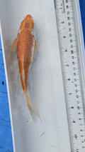 Butterfly metallic orange and white scale