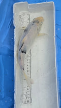 Standard fin black and white scale