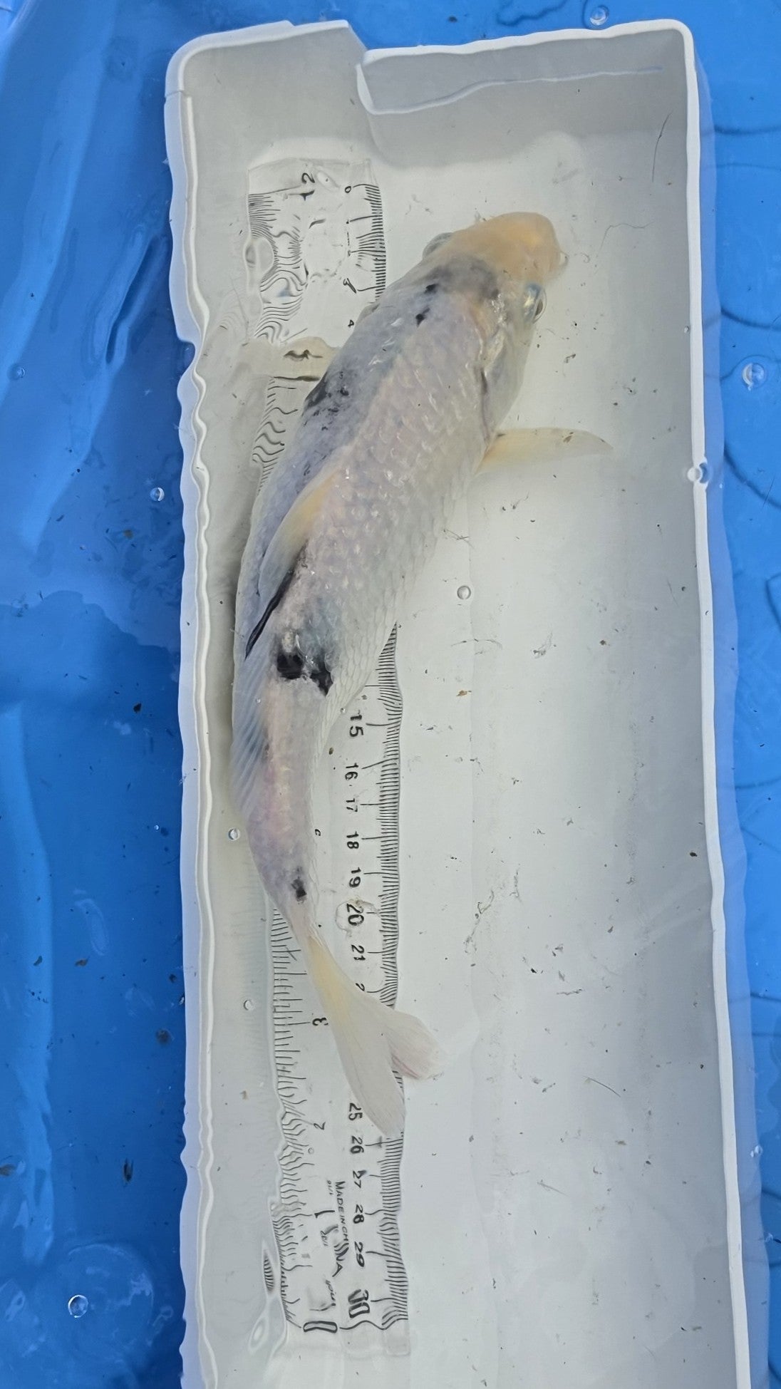 Standard fin black and white scale