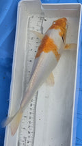 Standard fin orange and white scale