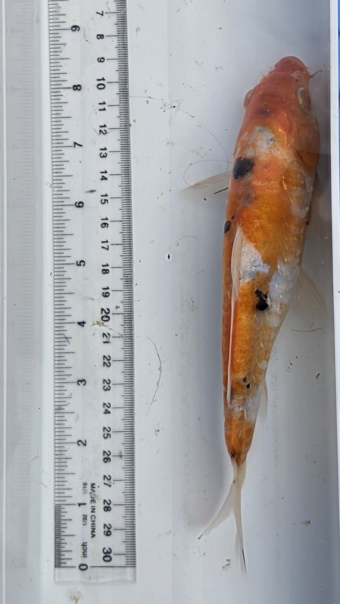 Standard fin tri-color large scale