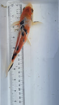 Standard fin tri-color scale