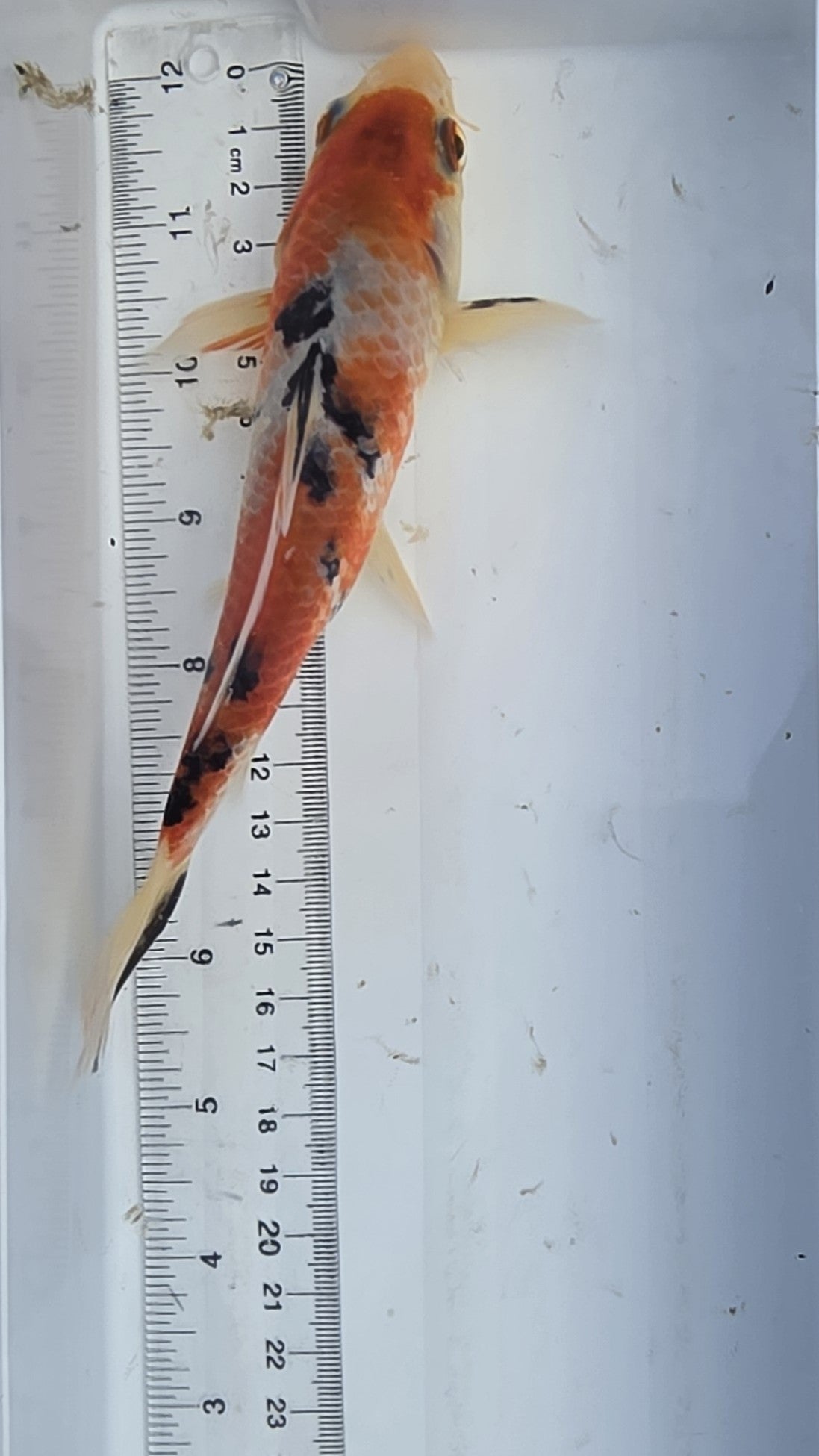 Standard fin tri-color scale